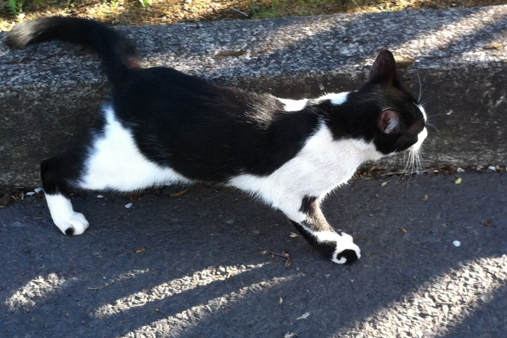 A kitty with a Fluevog Angel Derby Swirl