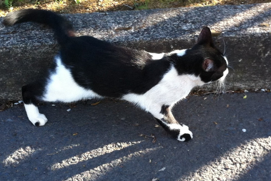 A kitty with a Fluevog Angel Derby Swirl