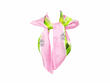 Foulard Truth Island Rose Grand foulard en soie